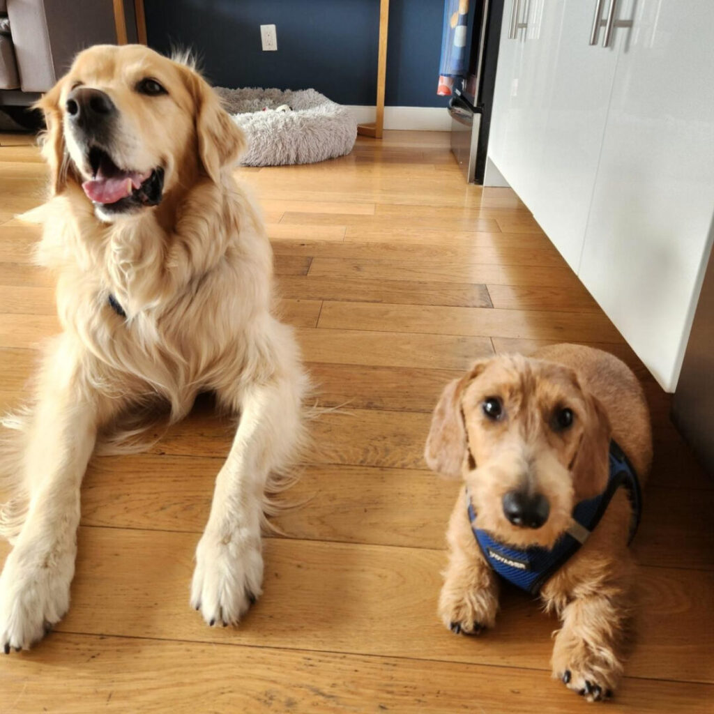How to Book a Session with a Certified Dog Trainer in Dublin