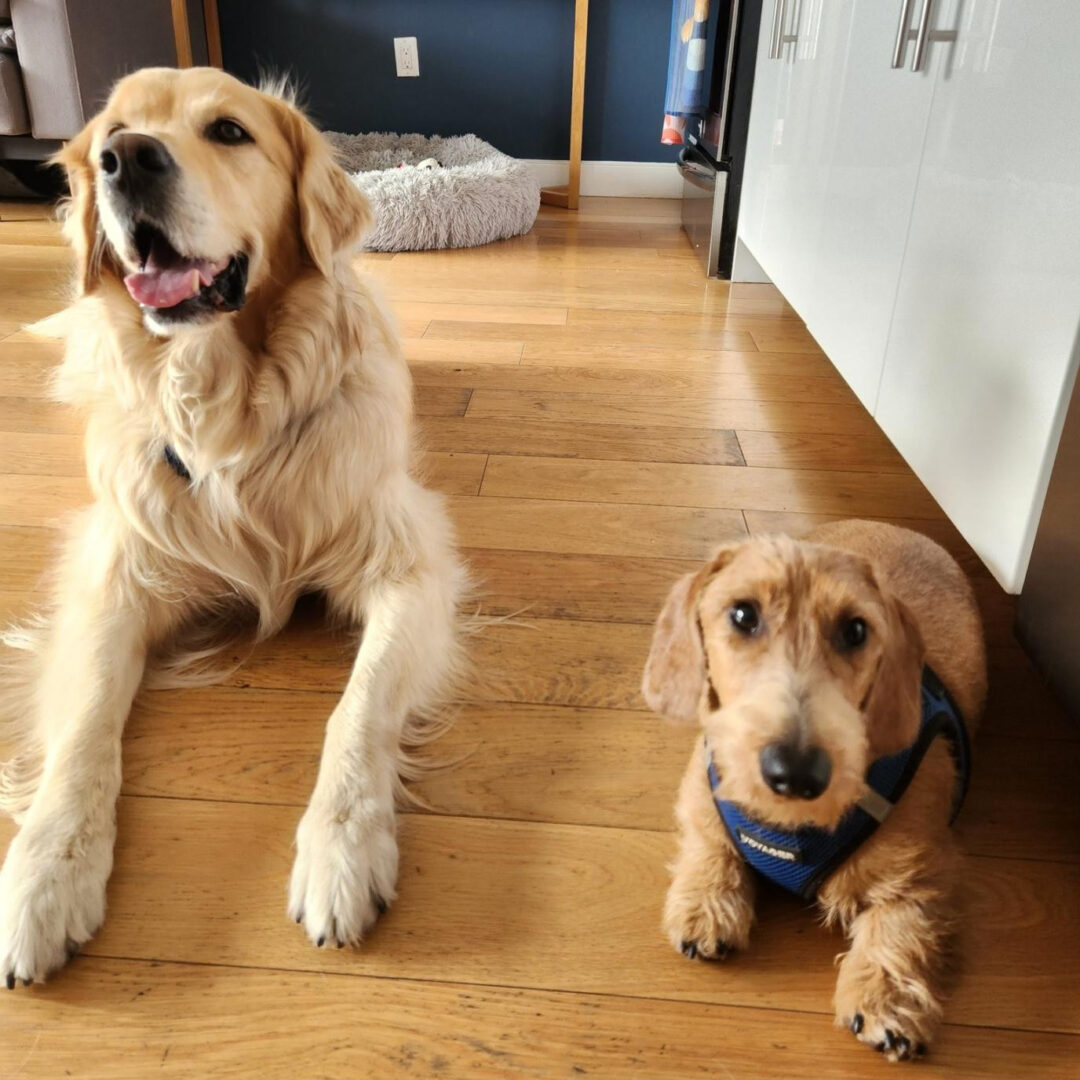 How to Book a Session with a Certified Dog Trainer in Dublin