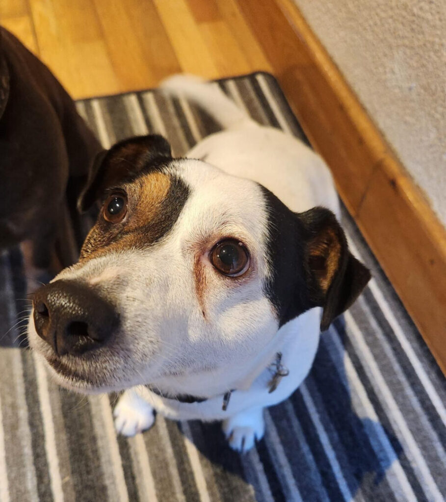 When Should Your Puppy Start Training? What You Need to Know