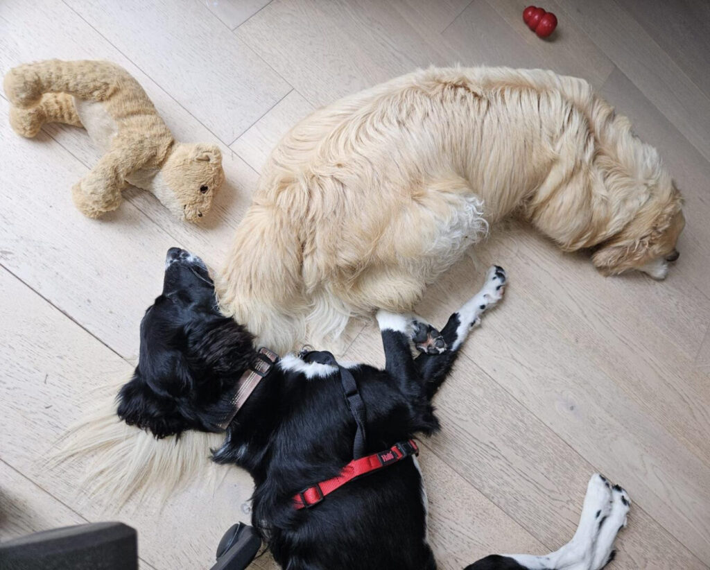 Advanced Dog Training in Dublin: What It Involves and Where to Find It